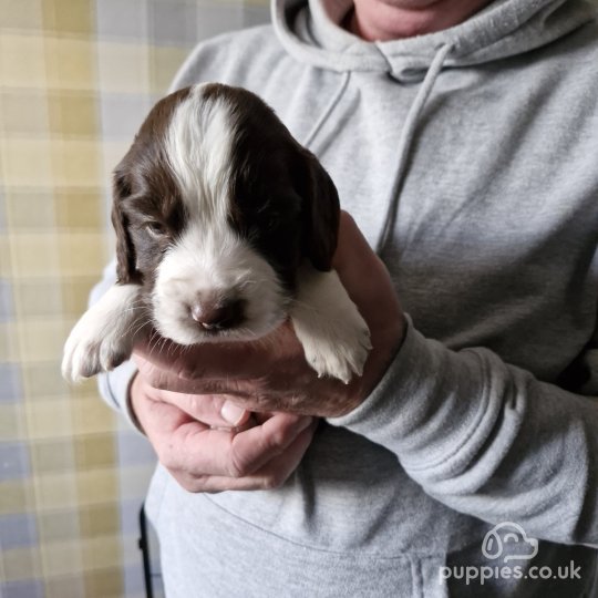 Sprocker Spaniel - Both