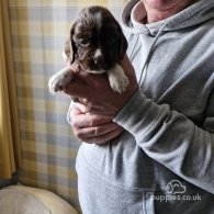 Sprocker Spaniel - Both