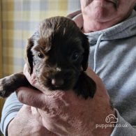 Sprocker Spaniel - Both