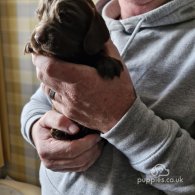 Sprocker Spaniel - Both