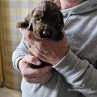 Sprocker Spaniel - Both