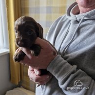 Sprocker Spaniel - Both