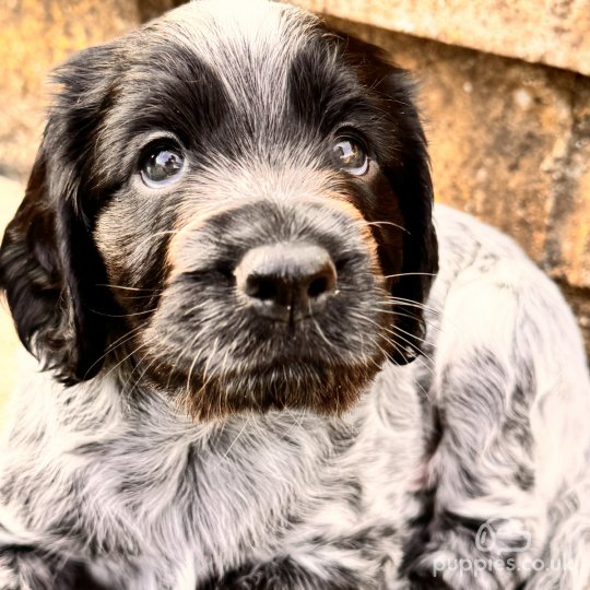 Sprocker Spaniel - Both