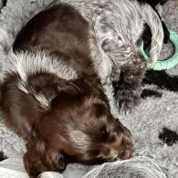 Sprocker Spaniel - Both