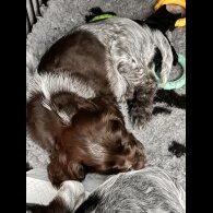 Sprocker Spaniel - Both