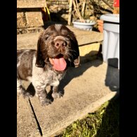 Sprocker Spaniel - Both