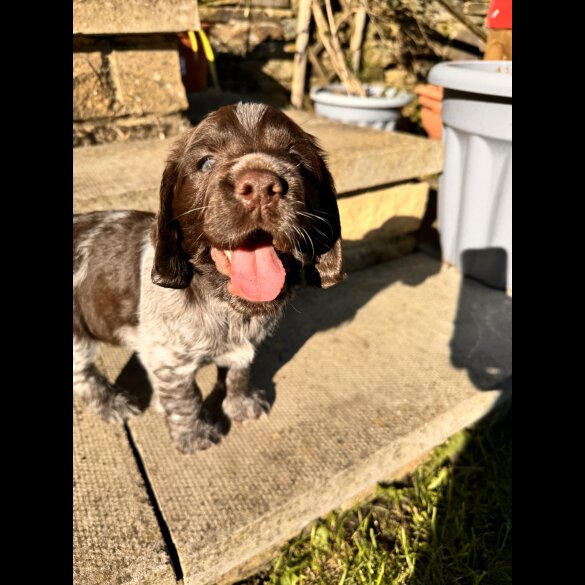 Sprocker Spaniel - Both