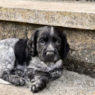 Sprocker Spaniel - Both