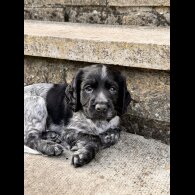 Sprocker Spaniel - Both