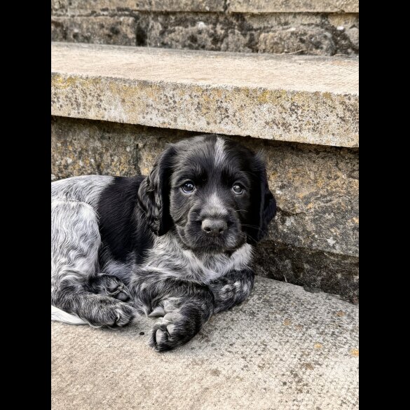 Sprocker Spaniel - Both