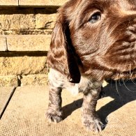 Sprocker Spaniel - Both