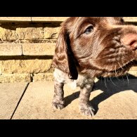 Sprocker Spaniel - Both