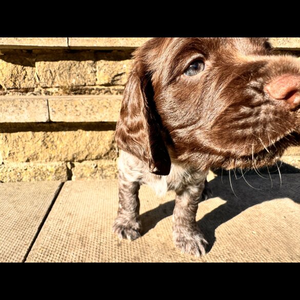 Sprocker Spaniel - Both