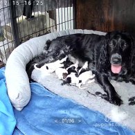 Sprocker Spaniel - Both