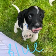 Sprocker Spaniel - Dogs