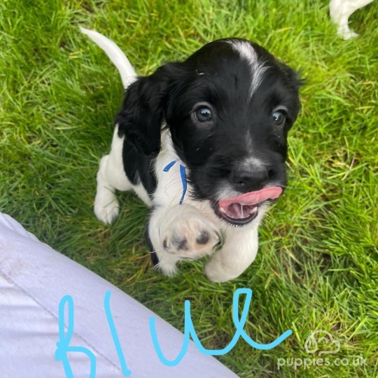 Sprocker Spaniel - Dogs