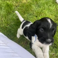 Sprocker Spaniel - Dogs