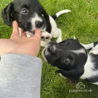 Sprocker Spaniel - Dogs