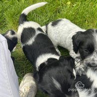 Sprocker Spaniel - Dogs