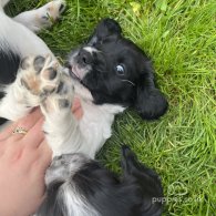 Sprocker Spaniel - Dogs