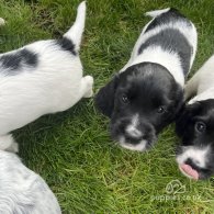 Sprocker Spaniel - Dogs