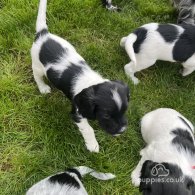 Sprocker Spaniel - Dogs