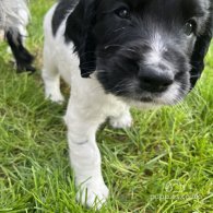 Sprocker Spaniel - Dogs