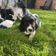 Sprocker Spaniel - Dogs