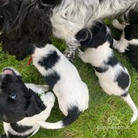 Sprocker Spaniel - Dogs