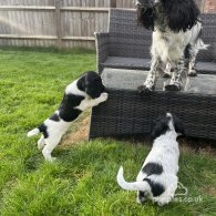 Sprocker Spaniel - Dogs