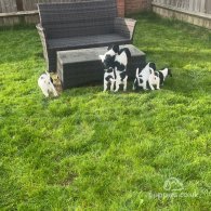 Sprocker Spaniel - Dogs