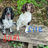 Sprocker Spaniel - Dogs