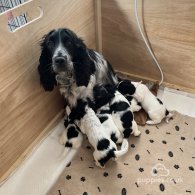 Sprocker Spaniel - Dogs