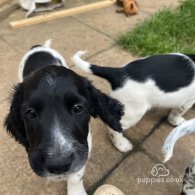 Sprocker Spaniel - Dogs