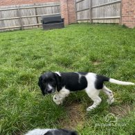 Sprocker Spaniel - Dogs