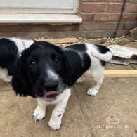 Sprocker Spaniel - Dogs