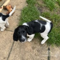 Sprocker Spaniel - Dogs