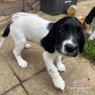 Sprocker Spaniel - Dogs