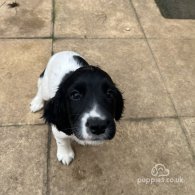 Sprocker Spaniel - Dogs