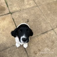 Sprocker Spaniel - Dogs