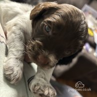 Sprocker Spaniel - Both