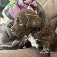 Sprocker Spaniel - Both