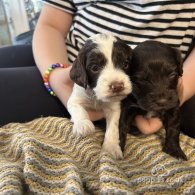 Sprocker Spaniel - Both