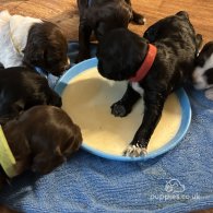 Sprocker Spaniel - Both