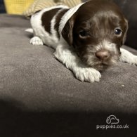 Sprocker Spaniel - Both