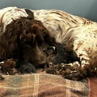 Sprocker Spaniel - Both