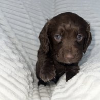 Sprocker Spaniel - Dogs