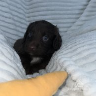 Sprocker Spaniel - Dogs