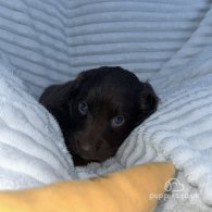 Sprocker Spaniel - Dogs