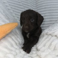 Sprocker Spaniel - Dogs